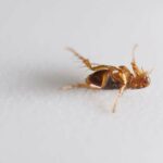 Чим вивести блохи в хаті: ефективні засоби та реальні відгуки