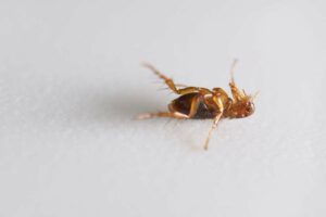 Чим вивести блохи в хаті: ефективні засоби та реальні відгуки