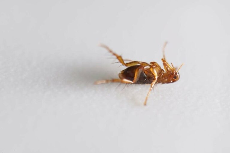 Чим вивести блохи в хаті: ефективні засоби та реальні відгуки