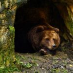 Де живе бурий ведмідь: ареали поширення та секрети домівок