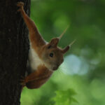 Де живе білка: від кронах хвойних лісів до дахів мегаполісів