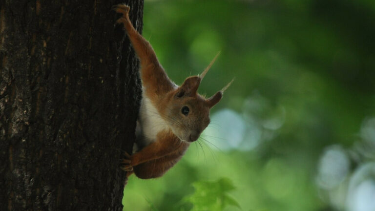 Де живе білка: від кронах хвойних лісів до дахів мегаполісів