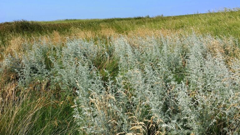Де росте полин: срібляста сила дикої природи