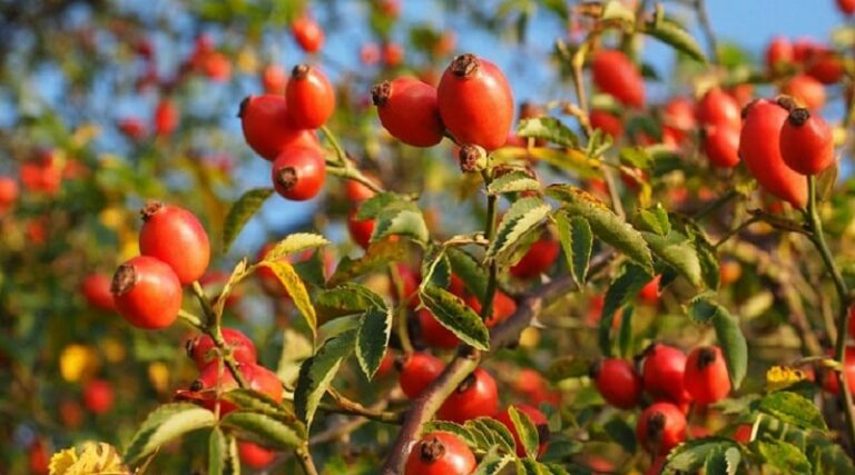 Місце де росте шипшина: природні хащі та укромні куточки