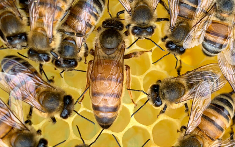 Найкращі породи бджіл для бджільництва в Україні