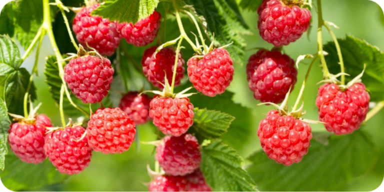 Найкращі ремонтантні сорти малини 2026