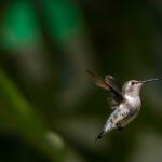 Найменша пташка в світі: кубинський колібрі-бджола