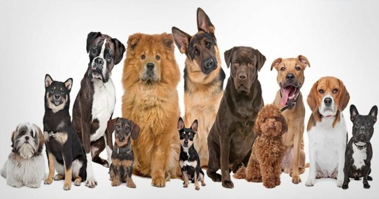 Найпопулярніші породи собак 2026: Топ у світі та Україні