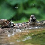 Скільки живуть горобці: від бурхливих трьох років до легендарних тринадцяти