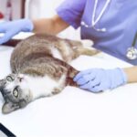 Скільки живуть коти з нирковою недостатністю: реальний прогноз по стадіях