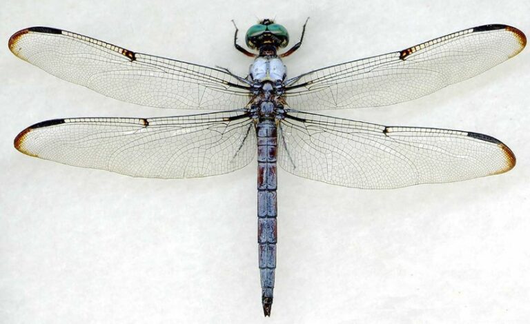 Скільки ніг у комах: секрети шестиногих завойовників