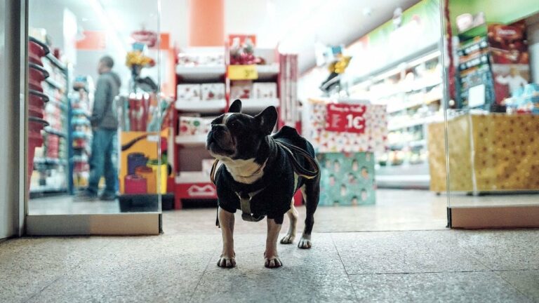 Чи можна в АТБ з собакою: свіжий розбір правил 2026