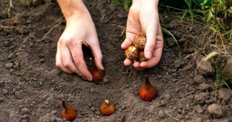 Чи можна садити тюльпани зараз у лютому 2026