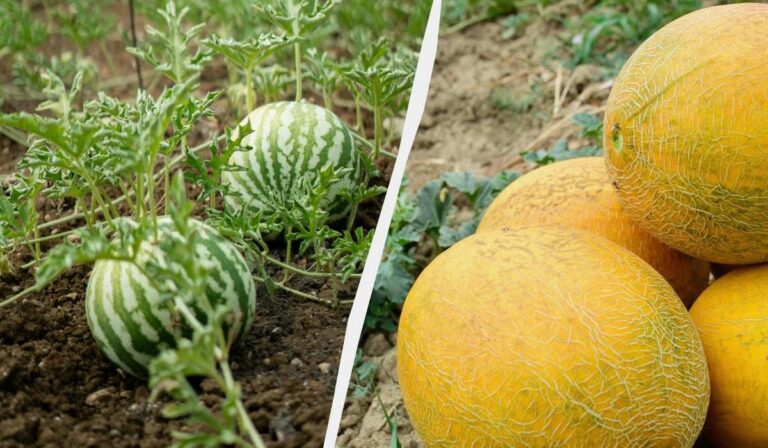 Чи можна садити дині біля кавунів: повний гід для рясного врожаю