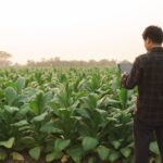 Чи потрібен дозвіл на вирощування тютюну в Україні?