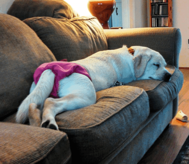 Тічка у собак після стерилізації: чи реально це трапляється?