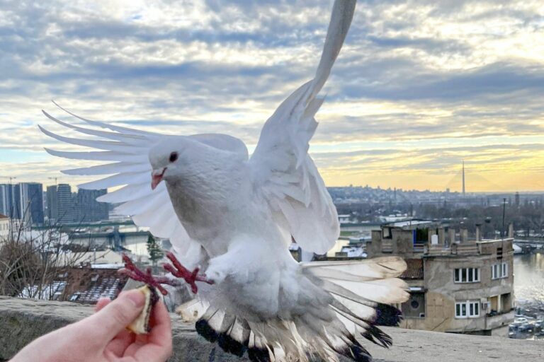 Чим годувати голубів: ідеальний раціон для сили та польоту