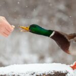 Чим годувати качок: повний гід для здорового росту