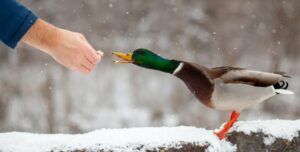 Чим годувати качок: повний гід для здорового росту