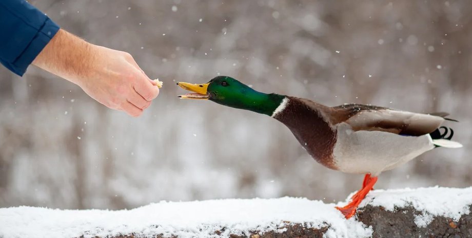Чим годувати качок: повний гід для здорового росту