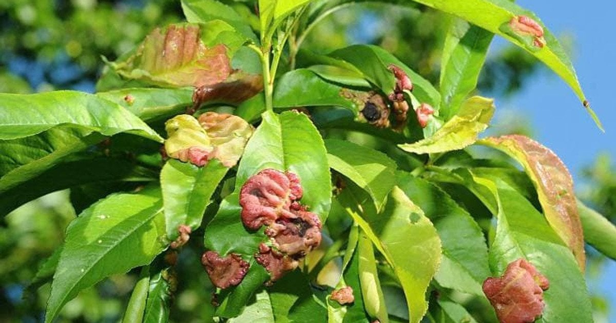 Обробка персика від кучерявості: ефективні засоби та схеми