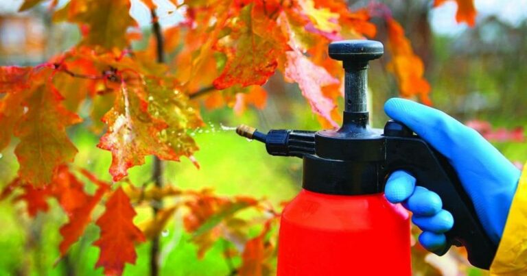 Чим обробити сад восени: детальний план для рясного врожаю наступного сезону