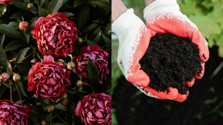 Чим підживити піони весною для розкішного цвітіння