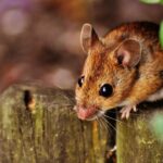 Що означає, якщо сняться миші: повне тлумачення снів