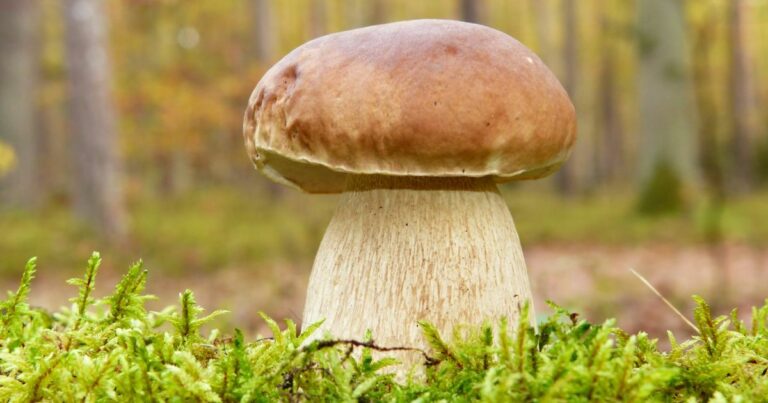 Найбільший гриб у світі: таємничий гігант Орегону