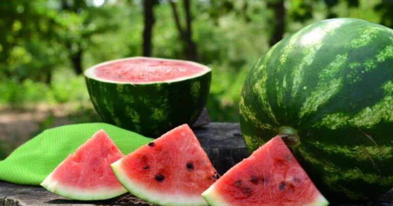 Найбільший кавун у світі