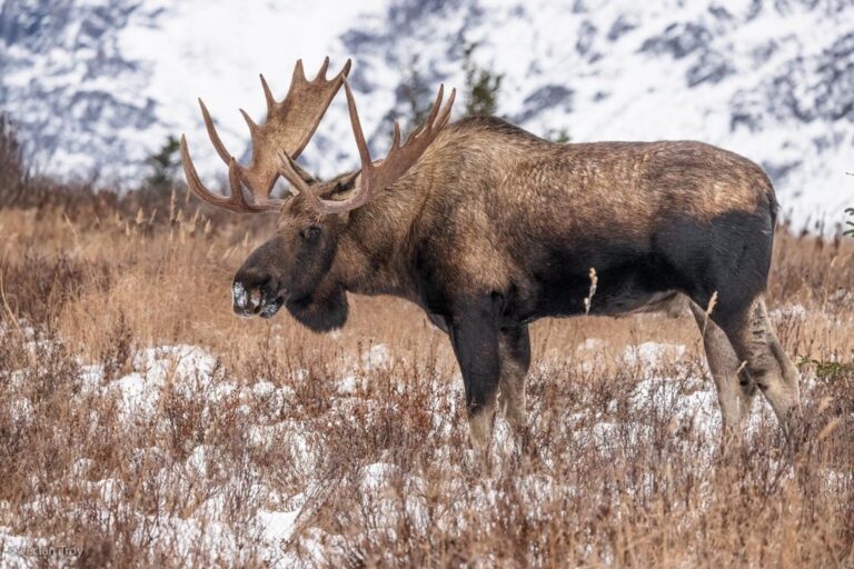 Найбільший лось у світі: гігант з холодних лісів