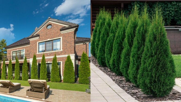 Чому не можна садити туї біля хати: корені, прикмети та приховані пастки