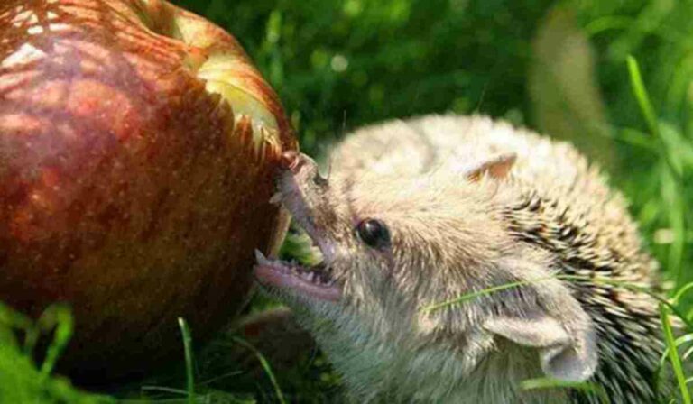 Чи їдять їжаки яблука: розкриваємо таємниці колючої дієти