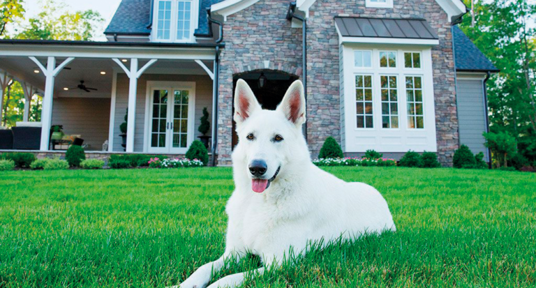 Чи можна хоронити собаку на подвір’ї: повний розбір