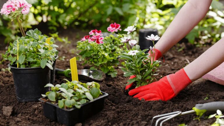 Чи можна садити дерева, овочі та квіти: прикмети, наука і практичні секрети