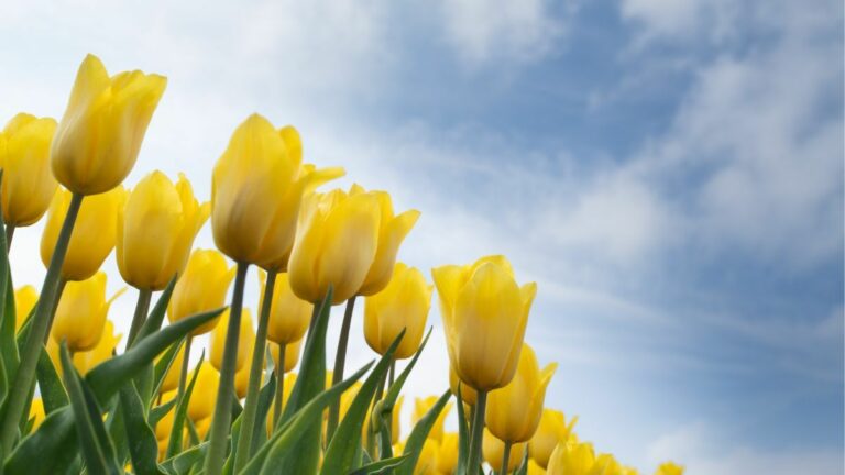 Чи можна садити тюльпани весною: повний гід для пишного цвітіння