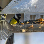 Чим годувати синичок взимку: ідеальний раціон для пернатих друзів