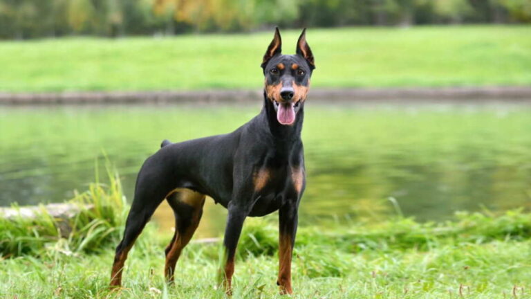 Чому собака чоловічого роду в українській мові