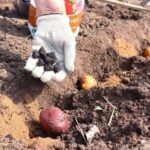 Чим підживити картоплю під час садіння: секрети рясного врожаю