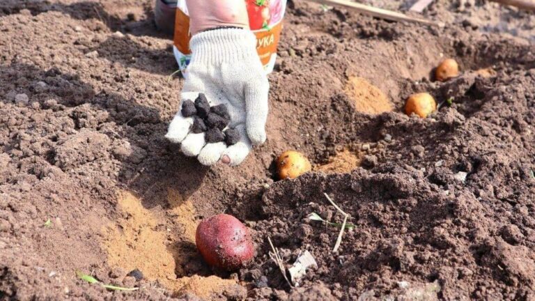 Чим підживити картоплю під час садіння: секрети рясного врожаю