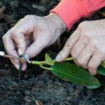 Як посадити магнолію з гілочки: повний посібник для саду