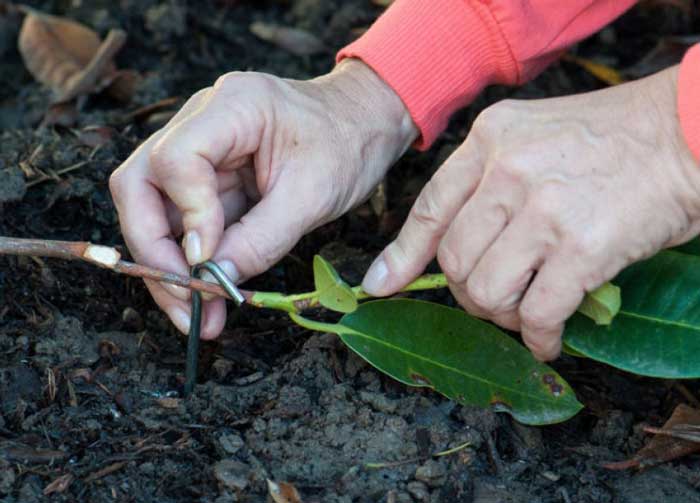 Як посадити магнолію з гілочки: повний посібник для саду