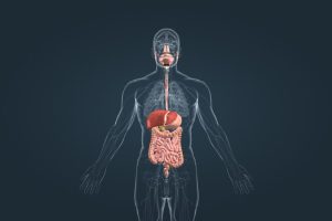 Де знаходиться шлунок: точне розташування та повна анатомія органу