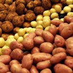 Найкращі сорти картоплі для українських умов 2026