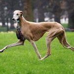 Найшвидша собака в світі: рекорд грейхаунда